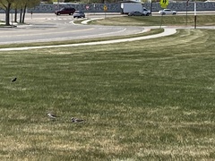 Charadrius vociferus