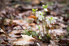 Hepatica acutiloba