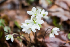 Hepatica acutiloba