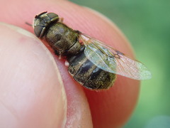 Odontomyia argentata