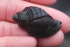 Nucella lima