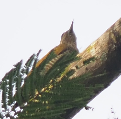 Yellow-eared Woodpecker (Veniliornis maculifrons), photo 9