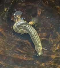 Nikolsky's Loach photo 3