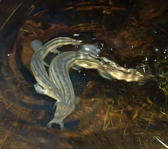 Nikolsky's Loach photo 2