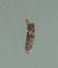 Dahlica triquetrella