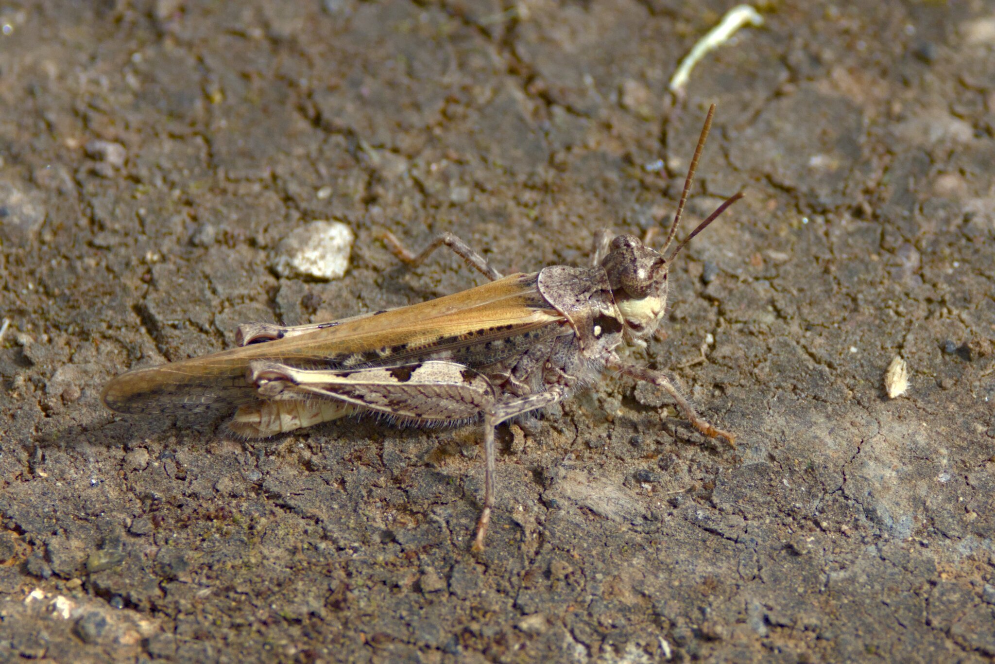 Acrotylus insubricus