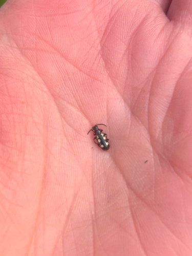 Common Asparagus Beetle