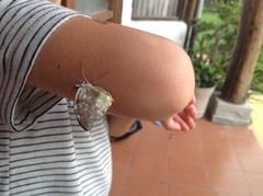 Lieinix nemesis nemesis