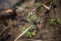 Lepidium sativum