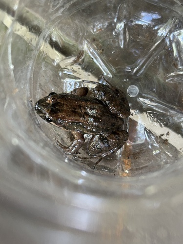 Sabinal Frog