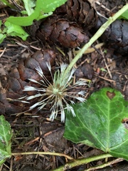 Echinops sphaerocephalus