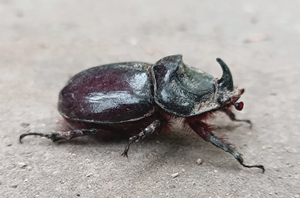 European Rhinoceros Beetle