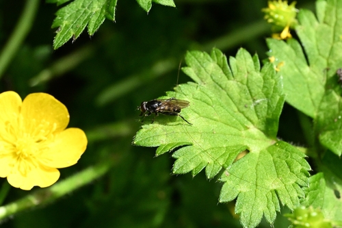 Dusky-banded Leafwalker