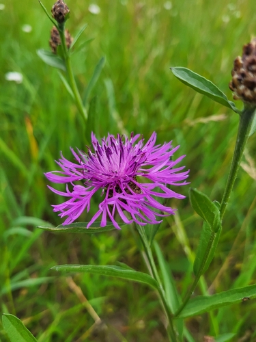 Brown Knapweed