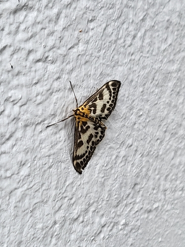 Small Magpie