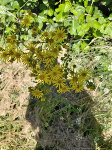ragwort