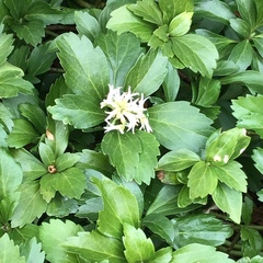 Pachysandra