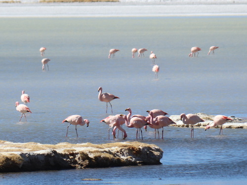 James's Flamingo (Phoenicoparrus jamesi), photo 5