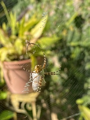 Argiope argentata