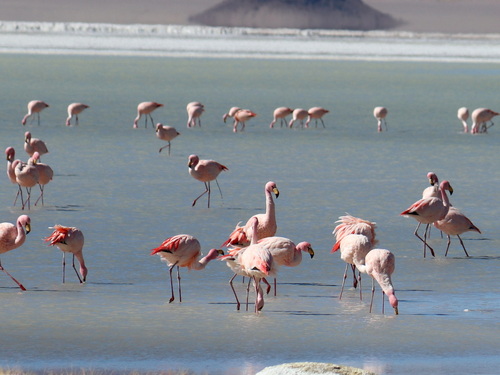 James's Flamingo (Phoenicoparrus jamesi), photo 6