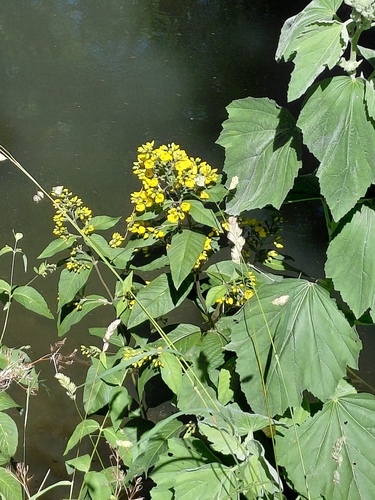 Yellow Loosestrife