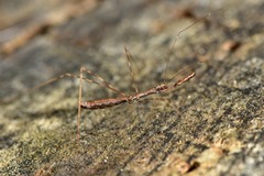 Ploiaria antipodum