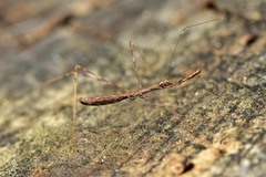 Ploiaria antipodum