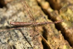 Ploiaria antipodum