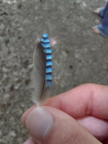 Eurasian Jay