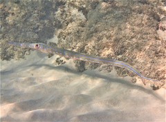 Fistularia tabacaria