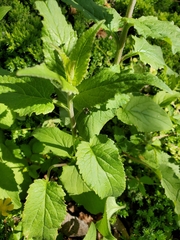 Campanula trachelium
