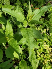 Campanula trachelium