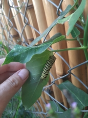 Danaus erippus