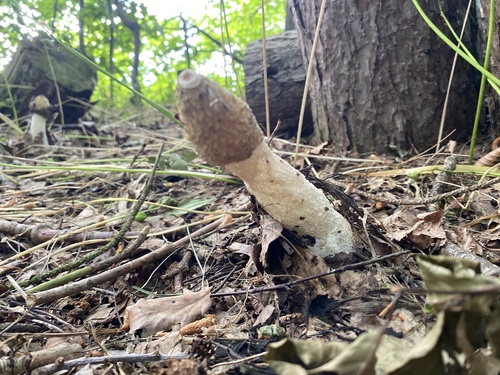 common stinkhorn
