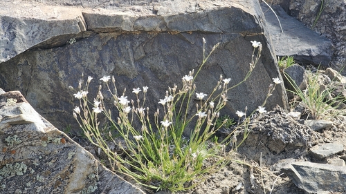 Eremogone kingii, photograph 6