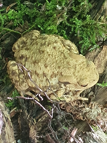 European Toad