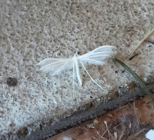 White Plume Moth