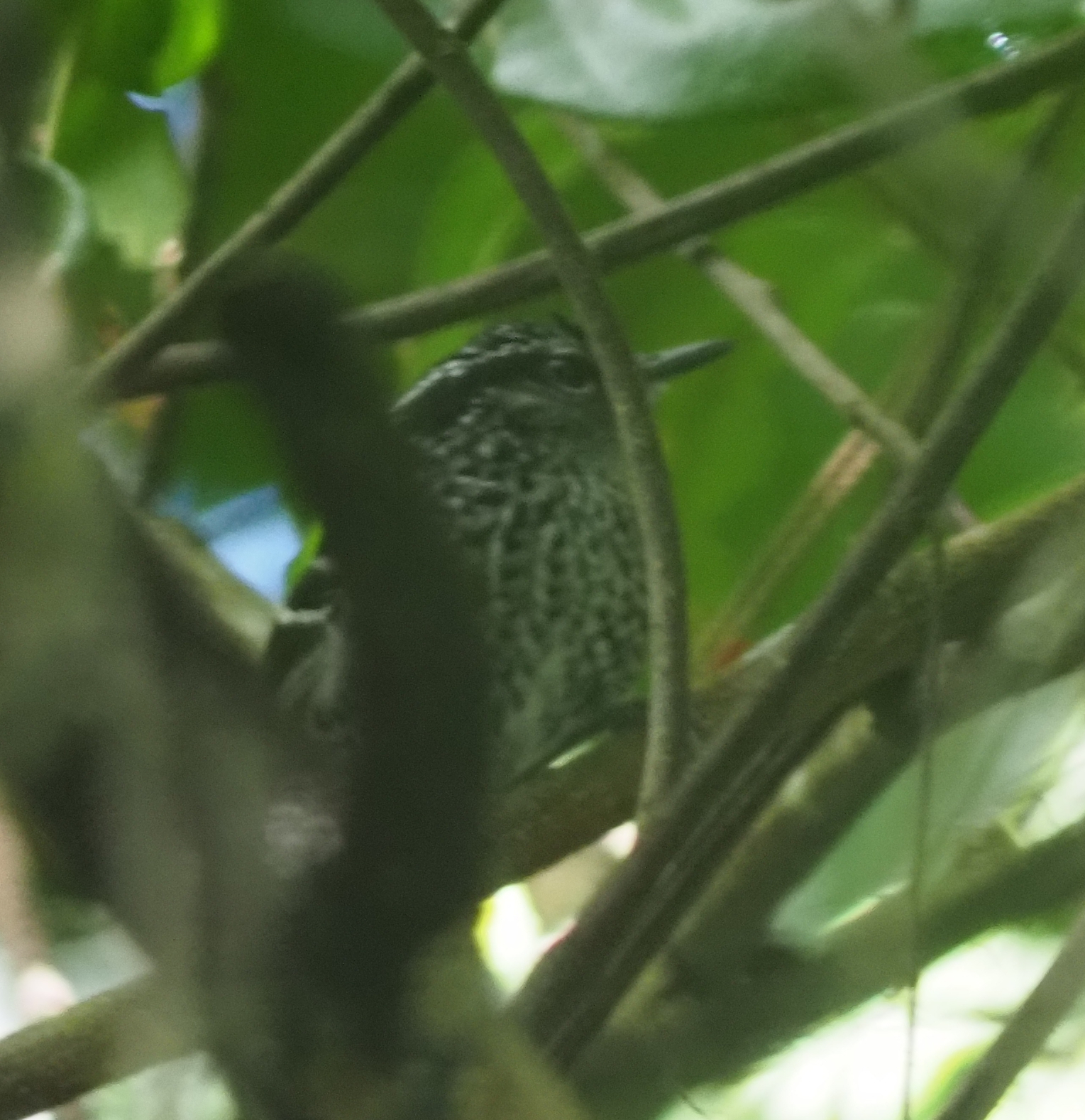 Scaled Antbird (Drymophila squamata), photo 7