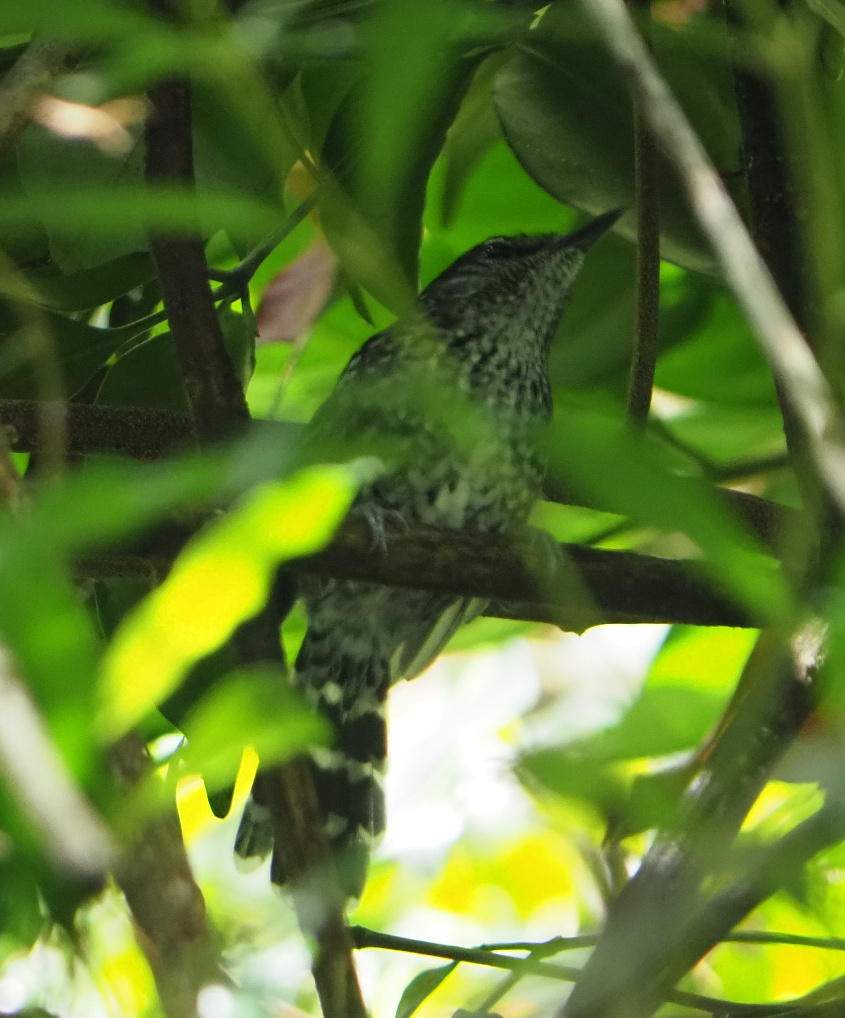 Scaled Antbird (Drymophila squamata), photo 6