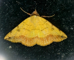 Hemeroplanis floccalis