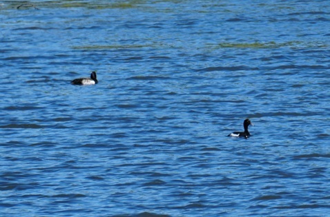 Tufted Duck