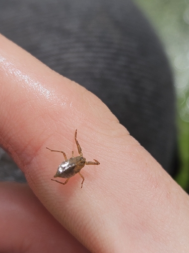 Eurasian Water Scorpion