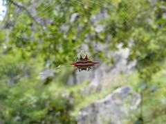 Gasteracantha versicolor