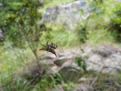 Gasteracantha versicolor
