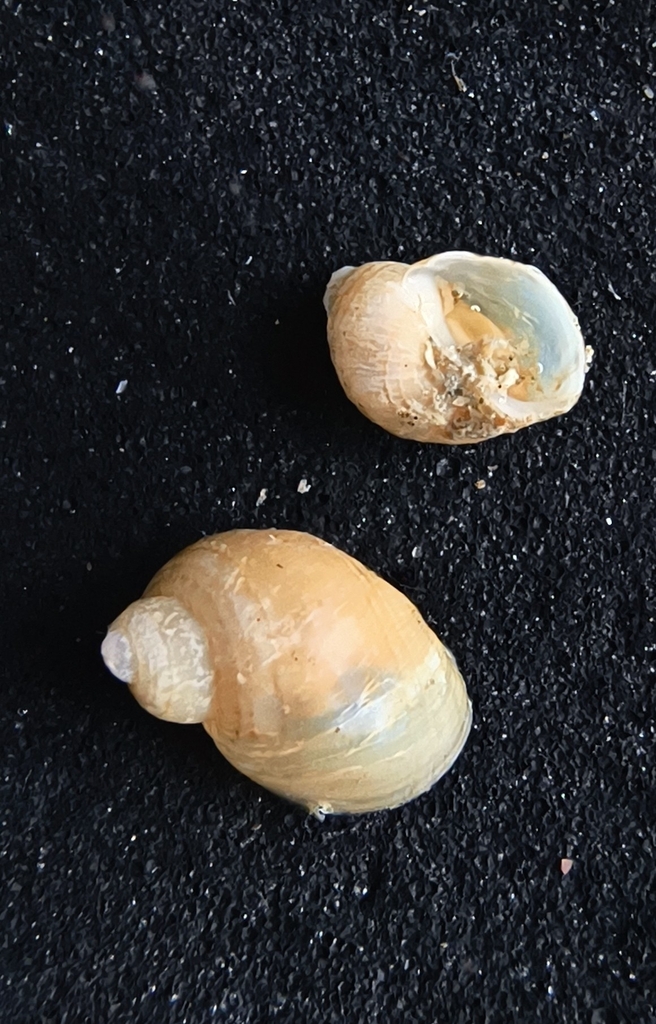 Iselica chilensis