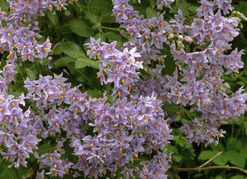 Solanum crispum
