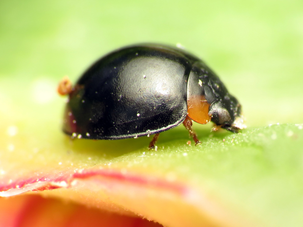 Flashlight Shield Lady Beetle