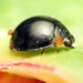 Flashlight Shield Lady Beetle - Photo (c) Katja Schulz, some rights reserved (CC BY)