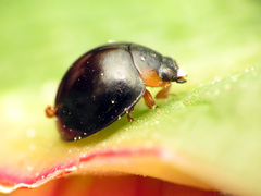 Parexochomus nigromaculatus