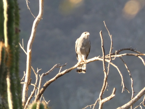 Aguililla gris